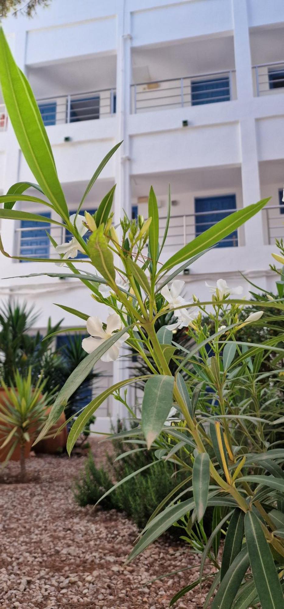 Apartamentos Costamar II เอสปุญอลส์ ภายนอก รูปภาพ